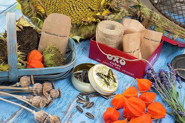 Wall Art - Photograph - Potting Bench Showing Seeds Stored In Various Containers #4 by Gary Smith / Naturepl.com