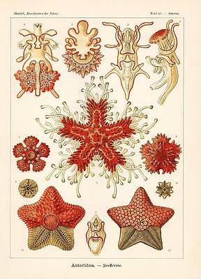 Wall Art - Drawing - Art Forms in Nature, Kunstformen der Natur, Liepzig, Germany, 1904. #5 by Album