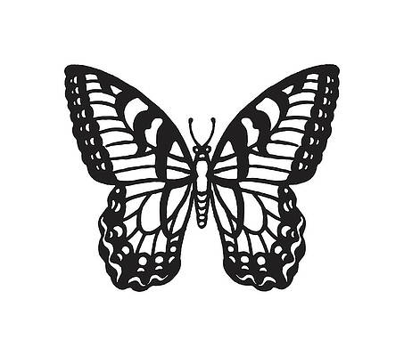Black And White Butterfly Drawings - Fine Art America
