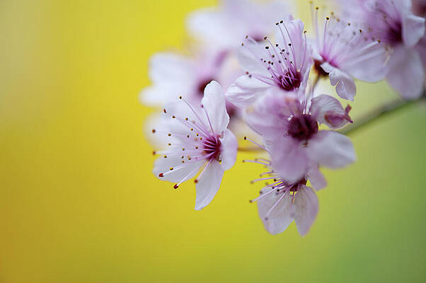 Jasmine Flowers by Tetsuya Tanooka/a.collectionrf