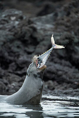 Wall Art - Photograph - Galapagos Sea Lion Hunting Tuna. A Group Of The Sea Lion #5 by Tui De Roy / Naturepl.com