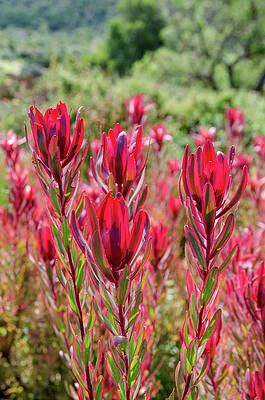 Kirstenbosch National Botanical Garden by Rob Huntley Kirstenbosch National Botanical Garden by Rob Huntley