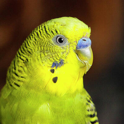 Portrait Of Budgie Birds by Panoramic Images Portrait Of Budgie Birds by Panoramic Images