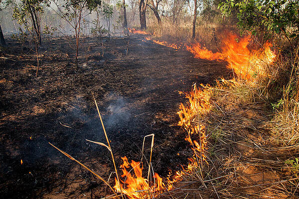 Wall Art - Photograph - Bush Fire Triggered By Lightning Storm, Western Australia. #6 by Paul Williams / Naturepl.com
