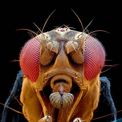 Wall Art - Photograph - Fruit Fly Drosophila Melanogaster #6 by Oliver Meckes EYE OF SCIENCE