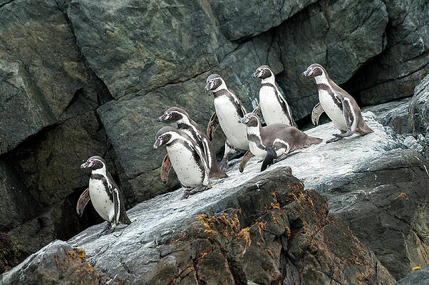 Wall Art - Photograph - Humboldt Penguin Group Gathering At Landing Site. Tilgo #6 by Tui De Roy / Naturepl.com