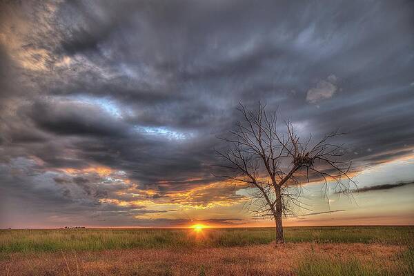 Wall Art - Photograph - Lone Dead Tree With Nesting Mother #6 by Ed Darack