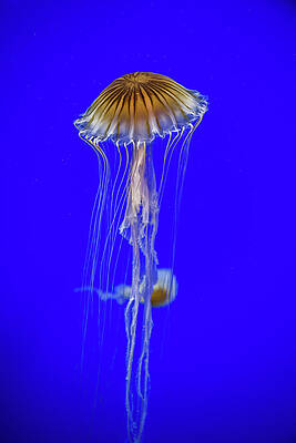 Japanese Jellyfish by Kenny Thomas Japanese Jellyfish by Kenny Thomas