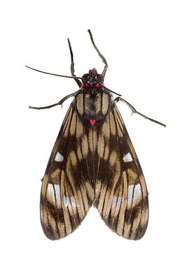 Wall Art - Photograph - Moth Photographed On A White Background In Mobile Field #7 by Alex Hyde / Naturepl.com