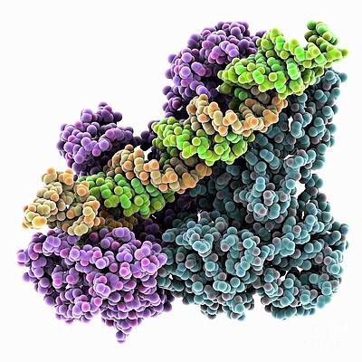 Wall Art - Photograph - Hiv-1 Reverse Transcriptase Complex #8 by Science Photo Library