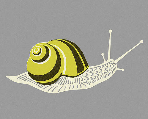 Drawing Spiral Snails