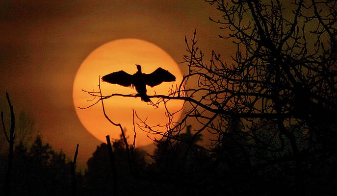 Wall Art - Photograph - A Bird Sits on a Branch of a Tree by Andy Clark