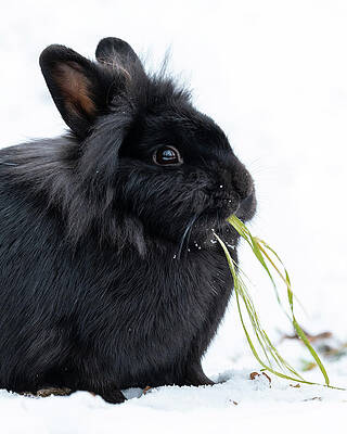  Photograph - A black dwarf rabbit sitting in the snow and eating grass by Stefan Rotter