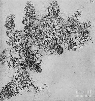 Illustration Of Rubus Fruticosus (blackberry, Brambleberry), Fruit
