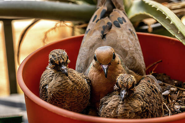 A Couple of Doves by Ric Schafer A Couple of Doves by Ric Schafer