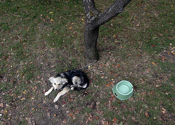 Wall Art - Photograph - A Dog is Pictured During a Charity by Vasily Fedosenko