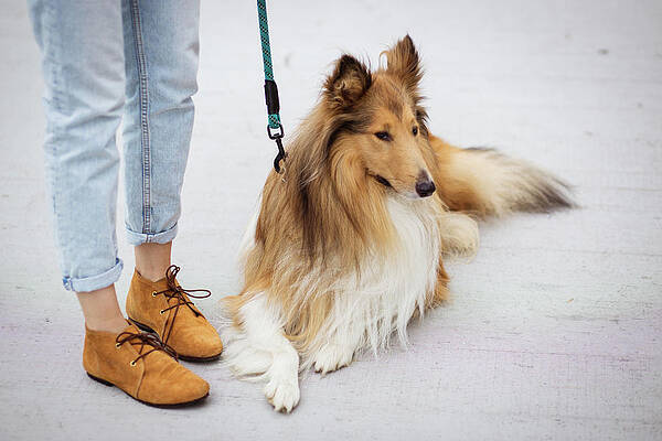 351 Lassie Dog Stock Photos, High-Res Pictures, and Images - Getty Images