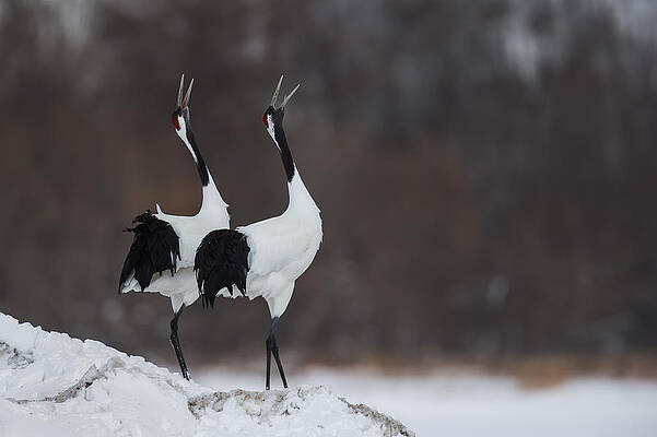 Wall Art - Photograph - A Duet by C.s.tjandra