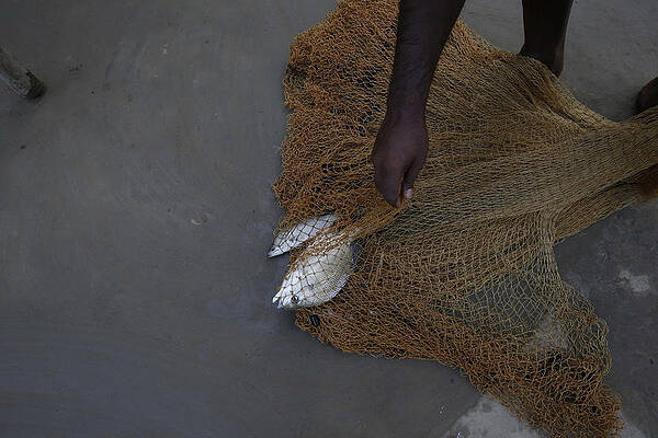 Wall Art - Photograph - A Fisherman Removes Fish from His Net by Rupak De Chowdhuri
