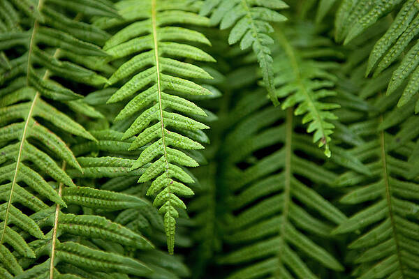 A Group Of Green Ferns Print by Jordan Siemens