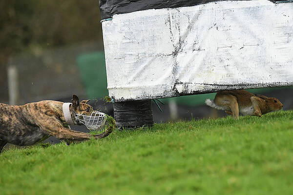 Wall Art - Photograph - A Hare Evades a Greyhound During a Hare by Clodagh Kilcoyne