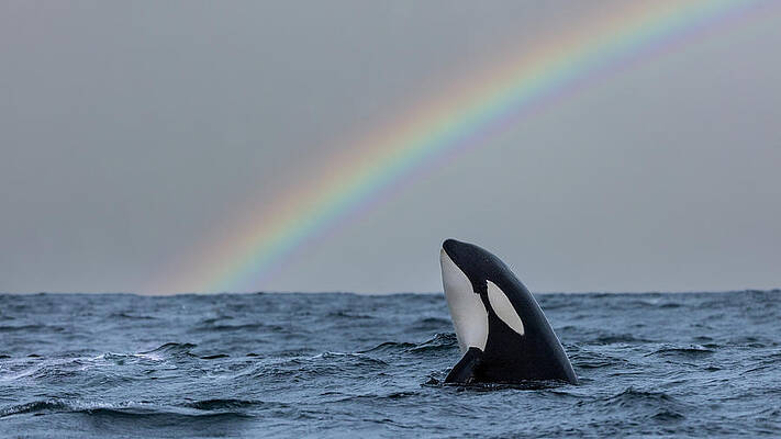 Wall Art - Photograph - A Killer Whale With A Rainbow In The Background by Cavan Images / Raffi Maghdessian
