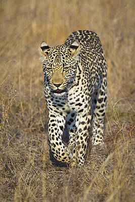Wall Art - Photograph - A Leopard Walking Through Grass by Sean Russell