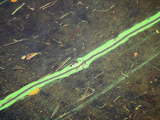 Wall Art - Photograph - A Line Of Blue Green Algae Caused By Water Pollution, Lake by Ashley Cooper / Naturepl.com