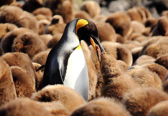 Wall Art - Photograph - A Meal Fit For A King by Otto Whitehead