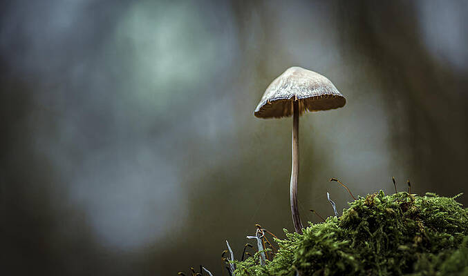 Wall Art - Photograph - A Mushroom by Fred Louwen