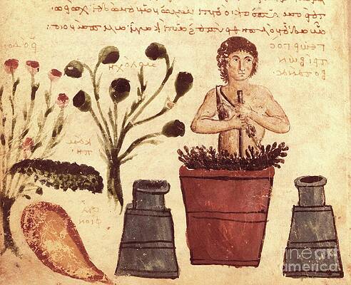 Wall Art - Drawing - A Peasant Preparing An Ointment To Protect Against Snakes, From The Theriaca Of Nicander Of Colophon Fl2nd Century Bc Vellum by Byzantine