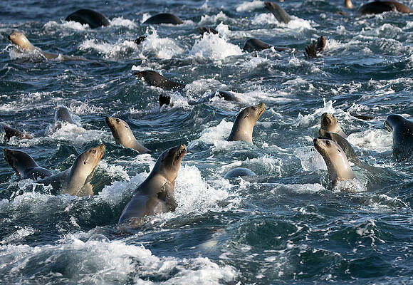 Wall Art - Photograph - A Raft of Sea Lions by Cheryl Strahl