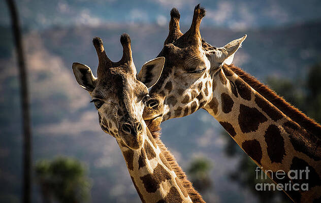 A Romantic Moment by Julian Starks A Romantic Moment by Julian Starks