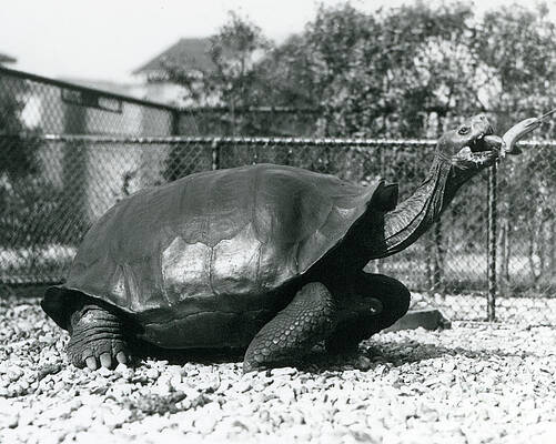 https://render.fineartamerica.com/images/images-profile-flow/400/images/artworkimages/mediumlarge/2/a-saddleback-galapagos-tortoise-being-fed-with-a-banana-on-a-stick-frederick-william-bond.jpg
