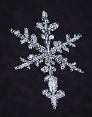A Snowflakes Tail by Brian Caldwell A Snowflakes Tail by Brian Caldwell