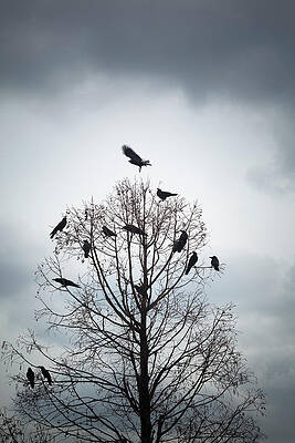 Wall Art - Photograph - A Tree In Which Many Crows Have Rest by Hiroshi Watanabe