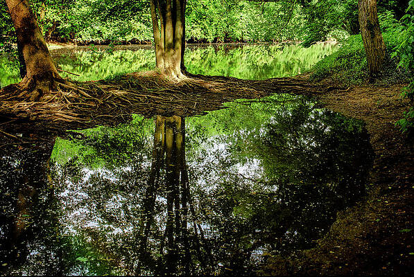 Wall Art - Photograph - A Tree Trunk With Exposed Roots Is Reflected In Small Pond In Woods by Cavan Images