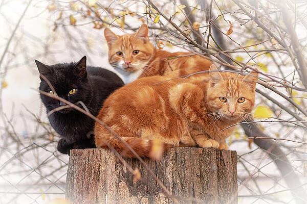 American Bobtail Cat Art Fine Art America