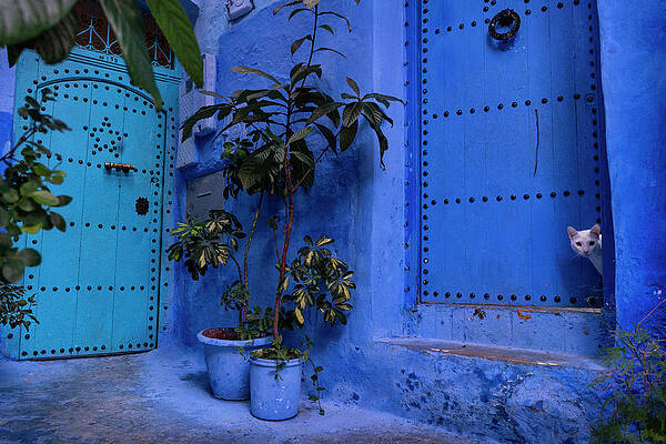 Wall Art - Photograph - A White Cat Peeks Out A Blue Door. Chefchaouen by Karine Aigner / Naturepl.com