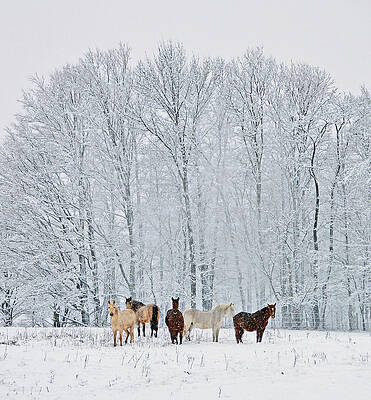 Add A Touch Of Horses To The Winter Magic by Patricia Keller Add A Touch Of Horses To The Winter Magic by Patricia Keller