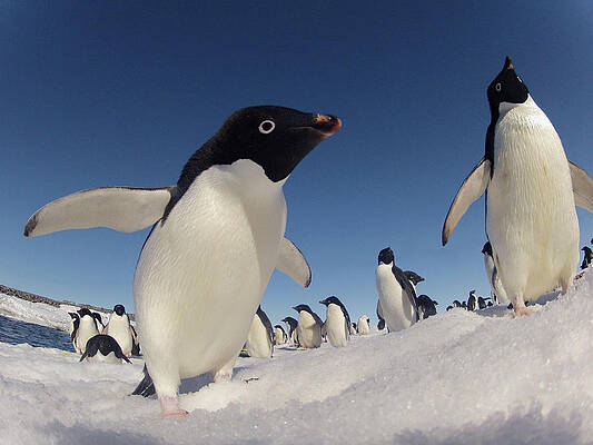 Wall Art - Photograph - Adelie Penguins, Antarctica by Fred  Olivier / Naturepl.com