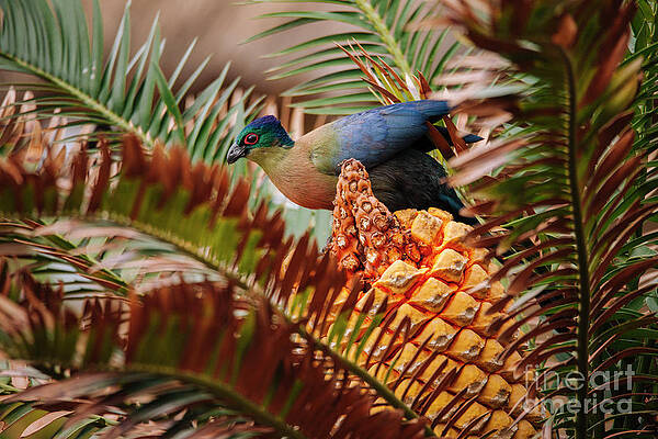 African Bird by Joel Knoop