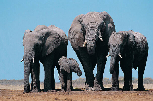 Wall Art - Photograph - African Elephants Loxodonta Africana by Digital Vision.