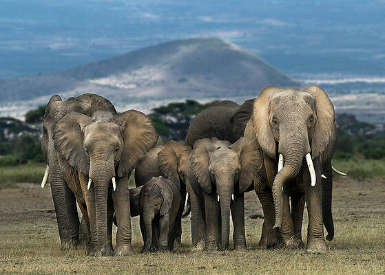 Wall Art - Photograph - African Elephants Loxodonta Africana by Mike Hill