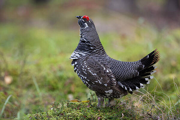 Wall Art - Photograph - Alaskan Spruce Grouse by Donald M. Jones