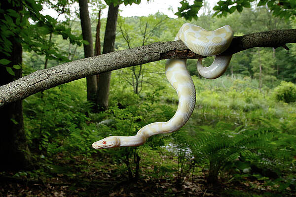 Wall Art - Photograph - Albino Ball Python Climbing Tree by David Kenny
