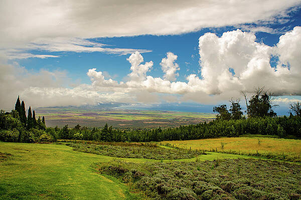 Wall Art - Photograph - Alii Kula Lavender Farm by Jeff Phillippi