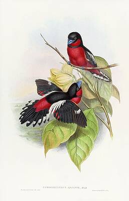 Wall Art - Painting - Allied Eurylaime by John Gould