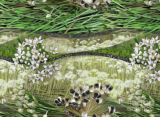 Allium Tuberosum by CR Leyland Allium Tuberosum by CR Leyland