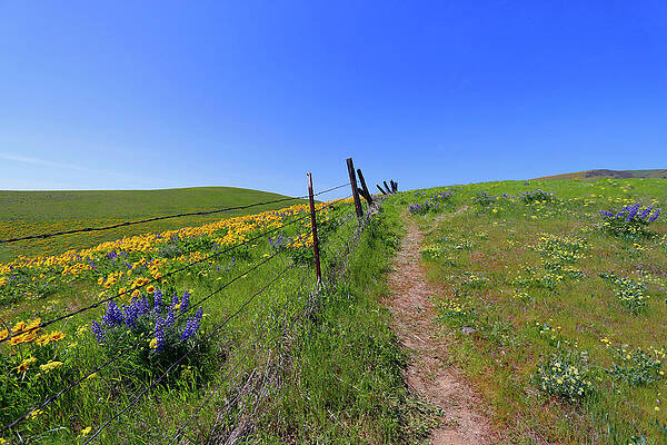 Alluring Pathway by Kami McKeon Alluring Pathway by Kami McKeon